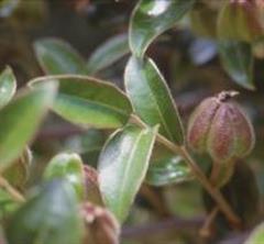 دیوسپیروس ویتینا